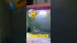 Flowrhorn in trouble 😭😱 #shorts
