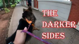 The Beast Is Inside | Max the Gentle Giant | German Shepherd Dog