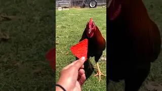 Cock Tries Jolo Chips: Hilarious Spicy Reaction #ai #jolochip #viralvideo #trendingshorts #shorts