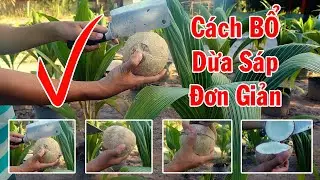 Cách bổ (đập) dừa sáp đơn giản