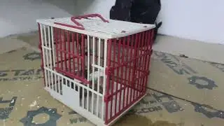 10#/الحمد لله تم إدخال طيور جديده🐦🐦