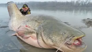 3 Abnormally Large Animals That Actually Exist!