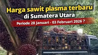 Harga sawit plasma terbaru di Sumatera Utara periode 28 Januari -03 Februari 2026 ?