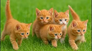 Beautiful Cats Playing Outdoors on the Grass &ndash; Relaxing Cat Sounds