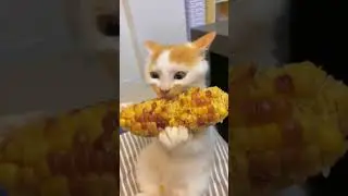 cat eating popcorn #shorts