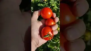 когда живёшь в своем доме.