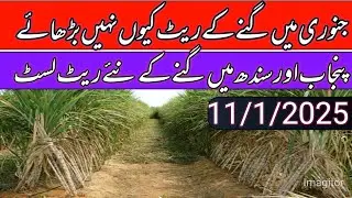 Sugacane rate today in punjab pakistan 2026//sugacane support price today in punjab pakistan