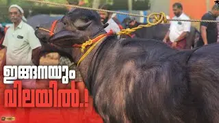 🐃Same price.!💸Chattipparamba Chanda | Buffalo market Kerala | Pothu chantha malappuram |Buffalo
