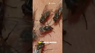 The Creepy Truth About Botflies: Nature's Living Parasites #facts