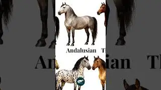 The Andalusian,also known as the Pure Spanish Horse is one of the world most ancient and horse breed