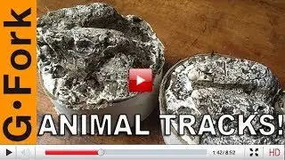 Casting Animal Tracks, What Fun! | Animal Track Plaster Casts - GardenFork