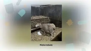 Medidas de Biosseguran&ccedil;a em Explora&ccedil;&otilde;es de Pequenos Ruminantes