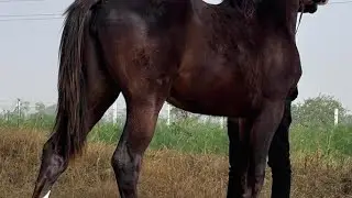 horse exercise