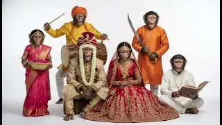 When Monkeys Get Married Grand Indian Weding  बंदर की शादी | पारंपरिक भारतीय मजेदार बंदर की शादी