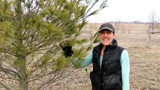 OFF GRID: PINE NEEDLE TEA