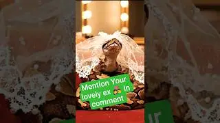 make up tutorial#funny#viral#shorts#animal