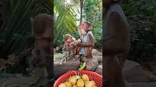 Baby monkey eating fruit #babymonkeybobby #monkeydluffy #monkeybehavior #monkeyvideo #monkeylove
