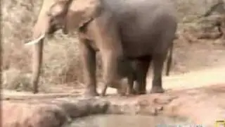 Elephant Mom Helps Baby that Fell - Pete's Pond