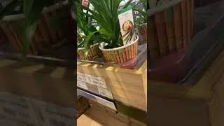 PANDAN DI TOKO ASIA DI BELANDA