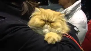 Chat Persan dans la rue &agrave; Rome - Persan le plus mignon de Rome