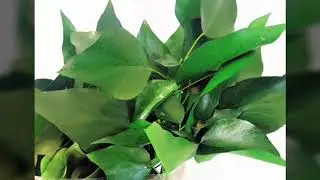 ANKUVA PRESERVED PLANTS PRODUCTS