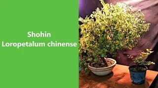 Progetto Shohin di Loropetalum chinense