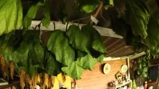 Tabak Anbau - Ernte Ende August 2015