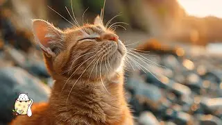 Make Your Cat Happy with Relaxing Music &ndash; Melt Away Stress with Soothing Sounds | Cats Love Music