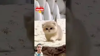 baby cat in new year | Happy new year 😻😻😻🐈🐈🐈 #cat #cute #kitten #funny