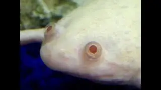 Feeding The African Clawed Frogs+other things