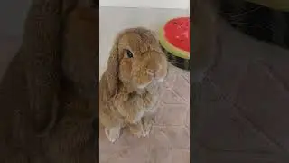 Bunnyrabbit standing up😍 Cutest Animal moments #shortvideo #shortsfeed #bunny #rabbit #viral #cute