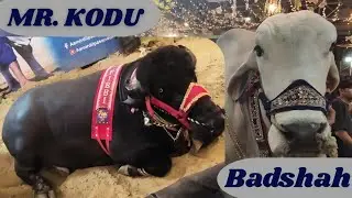 Mr.Kodu | Miss world | Dilpasand Bhola Badshah | Eid 2025 | sheikh house | Green street #australian