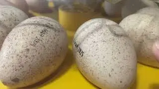 Day 8 Turkey development