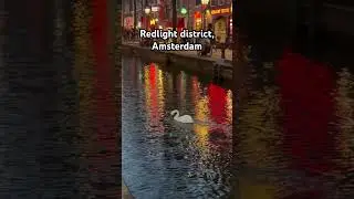 Spotted a beautiful white swan in Amsterdam&rsquo;s Red Light District! 🦢 #Amsterdam #RedLightDistrict