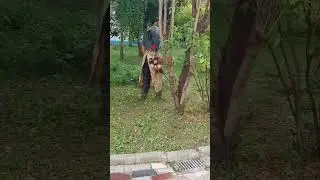 Smart Weed Removal in Orchard | Grass Cutting Machine in Use #Shorts