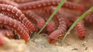 Millipedes SWARM??  Find Out Why   |  Original Video