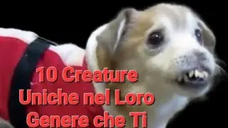 Le 10 creature pi&ugrave; straordinarie che ti lasceranno senza parole - Famiglia Suricame Animali