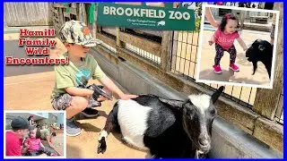 Hamill Family Wild Encounters | Brookfield Zoo 2022 | The Carchedi Family