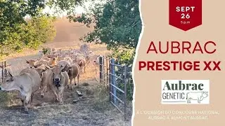 LOT 5 - VENTE AUBRAC PRESTIGE XX