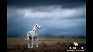 Stormy Skies Before and After Dog Photography Edit