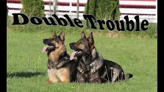Obedience Trained Adult German Shepherd - Double Action!