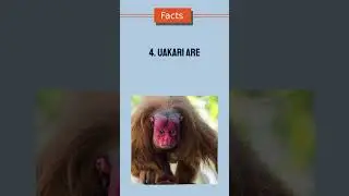 5 Important Facts about Uakari, the Unique Bright Red Faced Primate