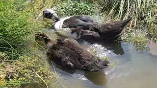 Ducks Exploring Nearby Creek