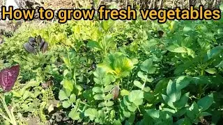 Organic  vegetable farming organic vegetables business plan organic