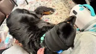 WATCH BEFORE YOU BUY! Uproot Pet Grooming Vacuum Review