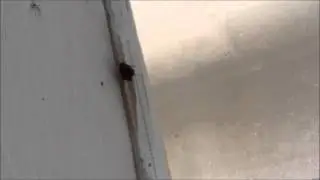 Ladybug crawling on window