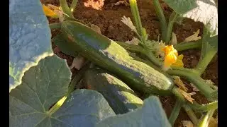 Salatalık ve kabaklar coştu