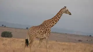 Opplevelser for livet Safari og badeferie