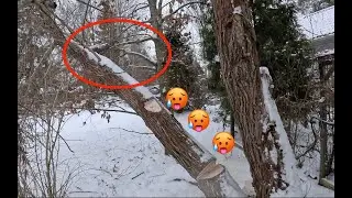 Ei halua kaatua tämä puu ei millään, perkaleen pakkanen. Pro Finnish Lumberjack And Husqvarna 572xp