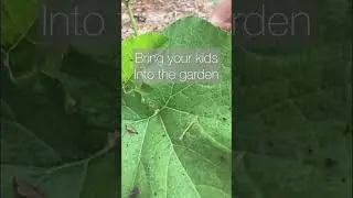 Zucchini Harvest | Welcome In The Garden Again